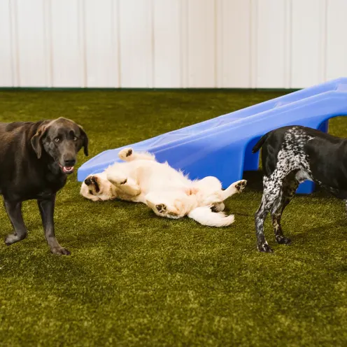dogs playing by plastic slide